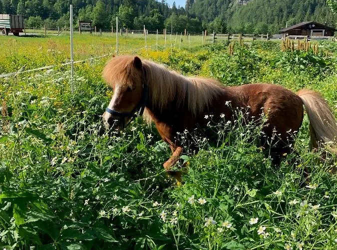 Heutaler Hof - Im Naturidyll 3* Unken